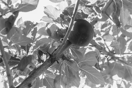 Photography on theme beautiful fruit branch plum tree with natural leaves under clean sky, photo...
