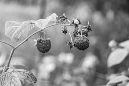Photography on theme beautiful berry branch raspberry bush with natural leaves, photo consisting of berry branch raspberry bush outdoors in rural, floral berry branch raspberry bush in big gardenの写真素材