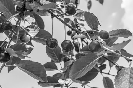 Photography on theme beautiful fruit branch cherry tree with natural leaves under clean sky, photo consisting of fruit branch cherry tree outdoors in rural, floral fruit branch cherry tree in gardenの写真素材