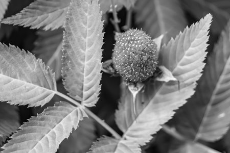 Beautiful berry branch japanese strawberry bush with natural leaves, photo consisting of berry branch japanese strawberry bush outdoors in rural, floral berry branch japanese strawberry bush in gardenの写真素材