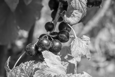Beautiful berry branch black currant bush with natural leaves under clean sky, photo consisting of...