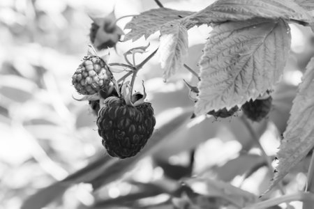 Photography on theme beautiful berry branch raspberry bush with natural leaves, photo consisting of...
