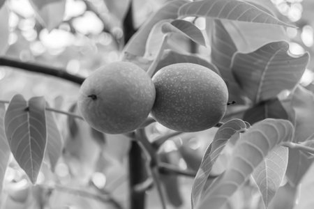 Photography on theme beautiful nut branch walnut tree with natural leaves under clean sky, photo consisting of nut branch walnut tree outdoors in rural, floral nut branch walnut tree in big gardenの写真素材