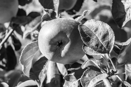 Photography on theme beautiful fruit branch apple tree with natural leaves under clean sky, photo consisting of fruit branch apple tree outdoors in rural, floral fruit branch apple tree in big gardenの写真素材