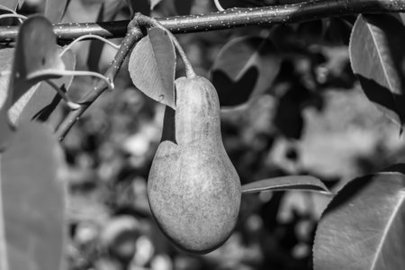 Photography on theme beautiful fruit branch pear tree with natural leaves under clean sky, photo consisting of fruit branch pear tree outdoors in rural, floral fruit branch pear tree in big gardenの写真素材