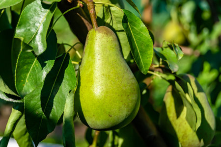 Photography on theme beautiful fruit branch pear tree with natural leaves under clean sky, photo consisting of fruit branch pear tree outdoors in rural, floral fruit branch pear tree in big gardenの写真素材