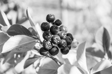 Photography on theme beautiful berry branch aronia bush with natural leaves under clean sky, photo consisting of berry branch aronia bush outdoors in rural, floral berry branch aronia bush in gardenの写真素材