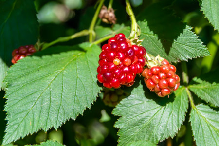 Photography on theme beautiful berry branch blackberry bush with natural leaves under clean sky,...
