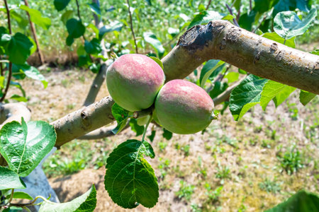 Photography on theme beautiful fruit branch apple tree with natural leaves under clean sky, photo...