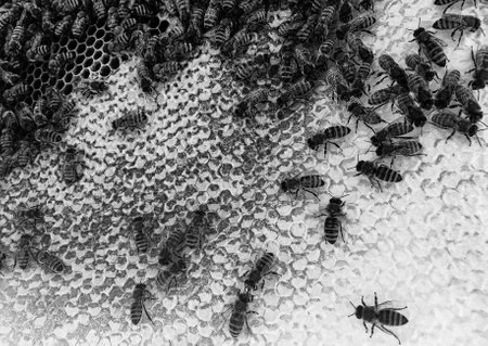 Abstract hexagon structure is honeycomb from bee hive filled with golden honey, honeycomb summer...