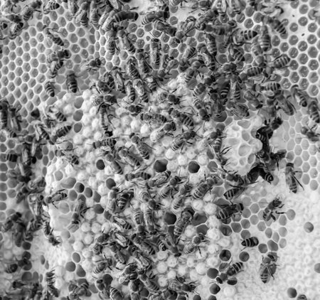 Abstract hexagon structure is honeycomb from bee hive filled with golden honey, honeycomb summer composition consisting of gooey honey from bee village, honey rural of bees honeycombs to countrysideの写真素材