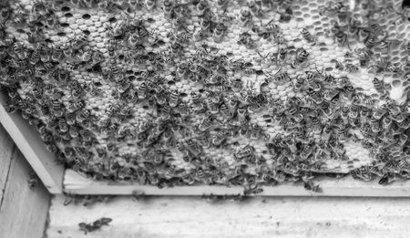 Abstract hexagon structure is honeycomb from bee hive filled with golden honey, honeycomb summer...