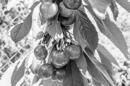 Photography on theme beautiful fruit branch cherry tree with natural leaves under clean sky, photo...
