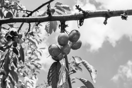 Photography on theme beautiful fruit branch cherry tree with natural leaves under clean sky, photo consisting of fruit branch cherry tree outdoors in rural, floral fruit branch cherry tree in gardenの写真素材