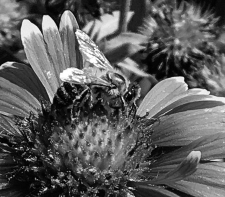 Winged bee slowly flies to the plant, collect nectar for honey on private apiary from flower, honey...