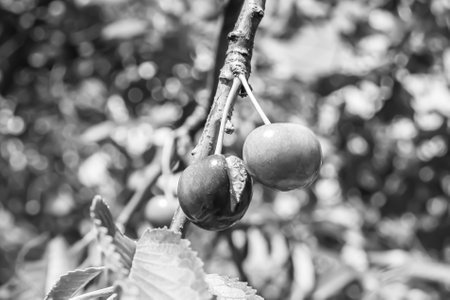 Photography on theme beautiful fruit branch cherry tree with natural leaves under clean sky, photo consisting of fruit branch cherry tree outdoors in rural, floral fruit branch cherry tree in gardenの写真素材
