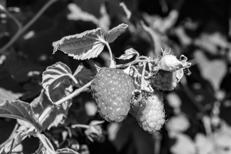 Photography on theme beautiful berry branch raspberry bush with natural leaves, photo consisting of berry branch raspberry bush outdoors in rural, floral berry branch raspberry bush in big gardenの写真素材