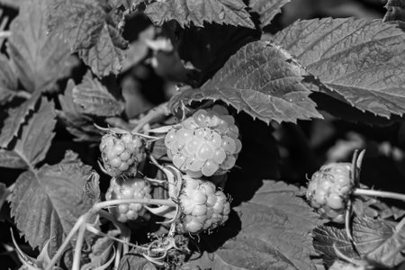 Photography on theme beautiful berry branch raspberry bush with natural leaves, photo consisting of...