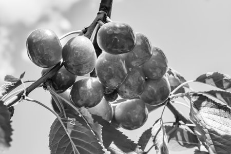 Photography on theme beautiful fruit branch cherry tree with natural leaves under clean sky, photo consisting of fruit branch cherry tree outdoors in rural, floral fruit branch cherry tree in gardenの写真素材