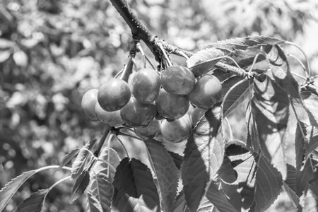 Photography on theme beautiful fruit branch cherry tree with natural leaves under clean sky, photo...