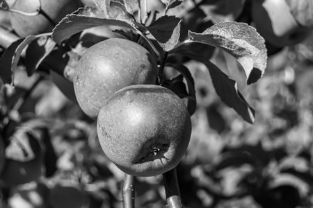 Photography on theme beautiful fruit branch apple tree with natural leaves under clean sky, photo consisting of fruit branch apple tree outdoors in rural, floral fruit branch apple tree in big gardenの写真素材
