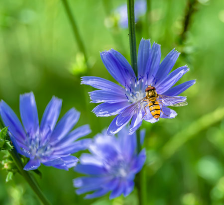 Beautiful wild flower winged bee on background foliage meadow, photo consisting of wild flower bee slowly flies to grass meadow collect nectar for honey, wild flower bee at herb meadow countrysideの写真素材