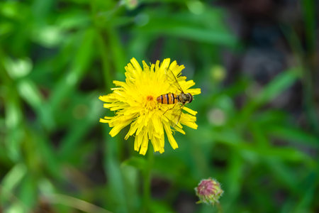 Beautiful wild flower winged bee on background foliage meadow, photo consisting of wild flower bee...