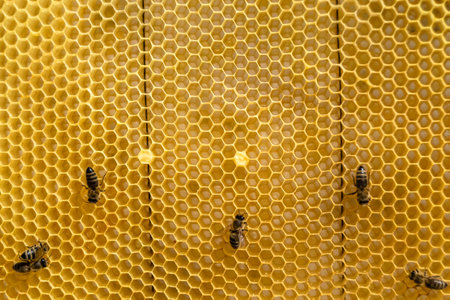 Abstract hexagon structure is honeycomb from bee hive filled with golden honey, honeycomb summer composition consisting of gooey honey from bee village, honey rural of bees honeycombs to countrysideの写真素材