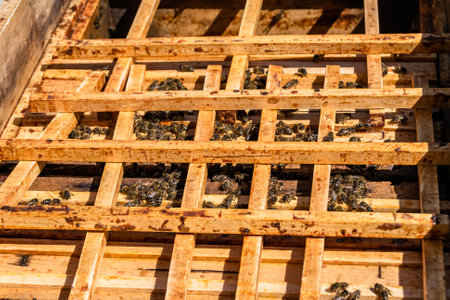 Winged bee slowly flies to beehive collect nectar on private apiary from live flowers, apiary consisting of village beehive, floret dust on bee legs, apiary it beehive for bees at background closeupの写真素材