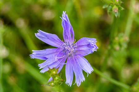 Beauty wild growing flower chicory ordinary on background meadow, photo consisting of wild growing flower chicory ordinary to grass meadow, wild growing flower chicory ordinary at meadow countrysideの写真素材