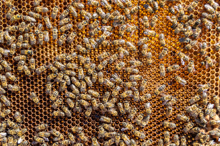 Abstract hexagon structure is honeycomb from bee hive filled with golden honey, honeycomb summer...