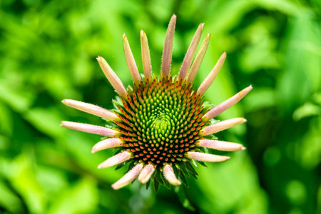 Fine wild growing flower aster false sunflower on background meadow, photo consisting of wild growing flower aster false sunflower to grass meadow, wild growing flower aster false sunflower meadowの写真素材