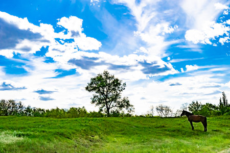 Beautiful horizon scenery in village meadow on color natural background, photography consisting of horizon scenery in meadow village at long sedge, horizon nature scenery in village meadow for animalの写真素材