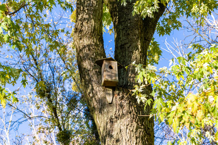 Photography on theme empty hanging birdhouse to natural forest tree, photo consisting of empty low...