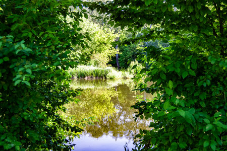 Beautiful grass swamp reed growing on shore reservoir in countryside to colored background, photography consisting of wild grass swamp reed at wet water, grass long swamp reed from natural natureの写真素材