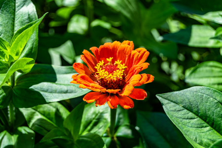 Beautiful wild growing flower zinnia elegans on background meadow, photo consisting of wild growing...