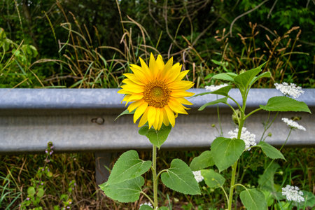 Photography on theme beautiful wild growing flower sunflower on background meadow, photo consisting of wild growing flower sunflower to meadow, wild growing flower sunflower at meadow countrysideの写真素材