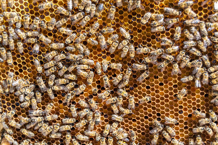 Abstract hexagon structure is honeycomb from bee hive filled with golden honey, honeycomb summer composition consisting of gooey honey from bee village, honey rural of bees honeycombs to countrysideの写真素材
