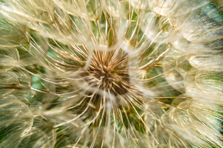 Beautiful wild growing flower seed dandelion on background meadow, photo consisting of wild growing...