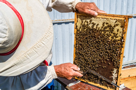 Winged bee slowly flies to beekeeper collect nectar on private apiary from live flowers, apiary...