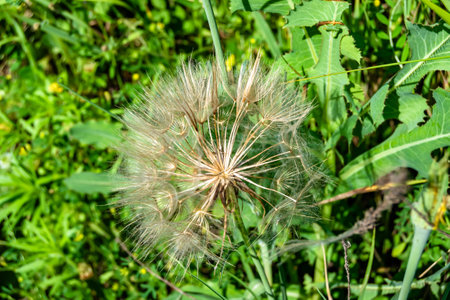 Beautiful wild growing flower seed dandelion on background meadow, photo consisting of wild growing flower seed dandelion to grass meadow, wild growing flower seed dandelion at meadow countrysideの写真素材