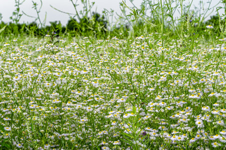 Beautiful wild growing flower mexican daisy on background meadow, photo consisting of wild growing...