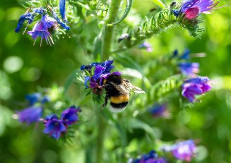 Beautiful wild flower winged bee on background foliage meadow, photo consisting of wild flower bee slowly flies to grass meadow collect nectar for honey, wild flower bee at herb meadow countrysideの写真素材
