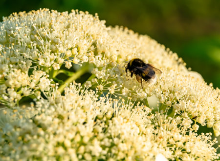 Beautiful wild flower winged bee on background foliage meadow, photo consisting of wild flower bee...
