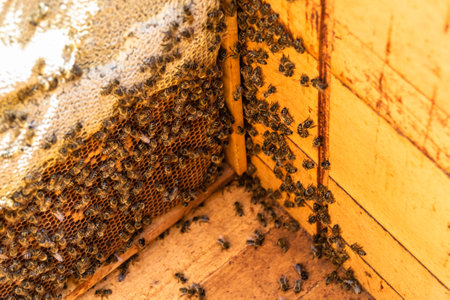 Abstract hexagon structure is honeycomb from bee hive filled with golden honey, honeycomb summer...