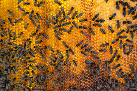 Abstract hexagon structure is honeycomb from bee hive filled with golden honey, honeycomb summer...