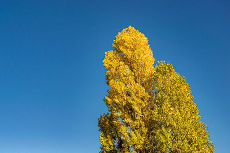 Photography on theme large beautiful autumn birch tree on background bright sky, photo consisting of...