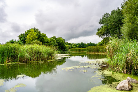 Beautiful grass swamp reed growing on shore reservoir in countryside to colored background,...