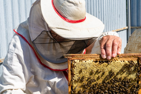 Winged bee slowly flies to beekeeper collect nectar on private apiary from live flowers, apiary...
