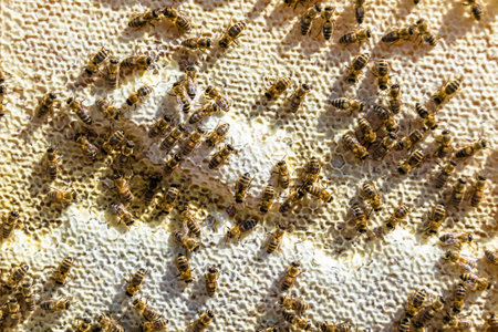 Abstract hexagon structure is honeycomb from bee hive filled with golden honey, honeycomb summer...